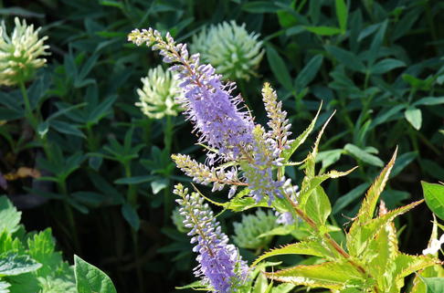 Kandelaberehrenpreis 'Amethyst' - Veronicastrum virginicum 'Amethyst'
