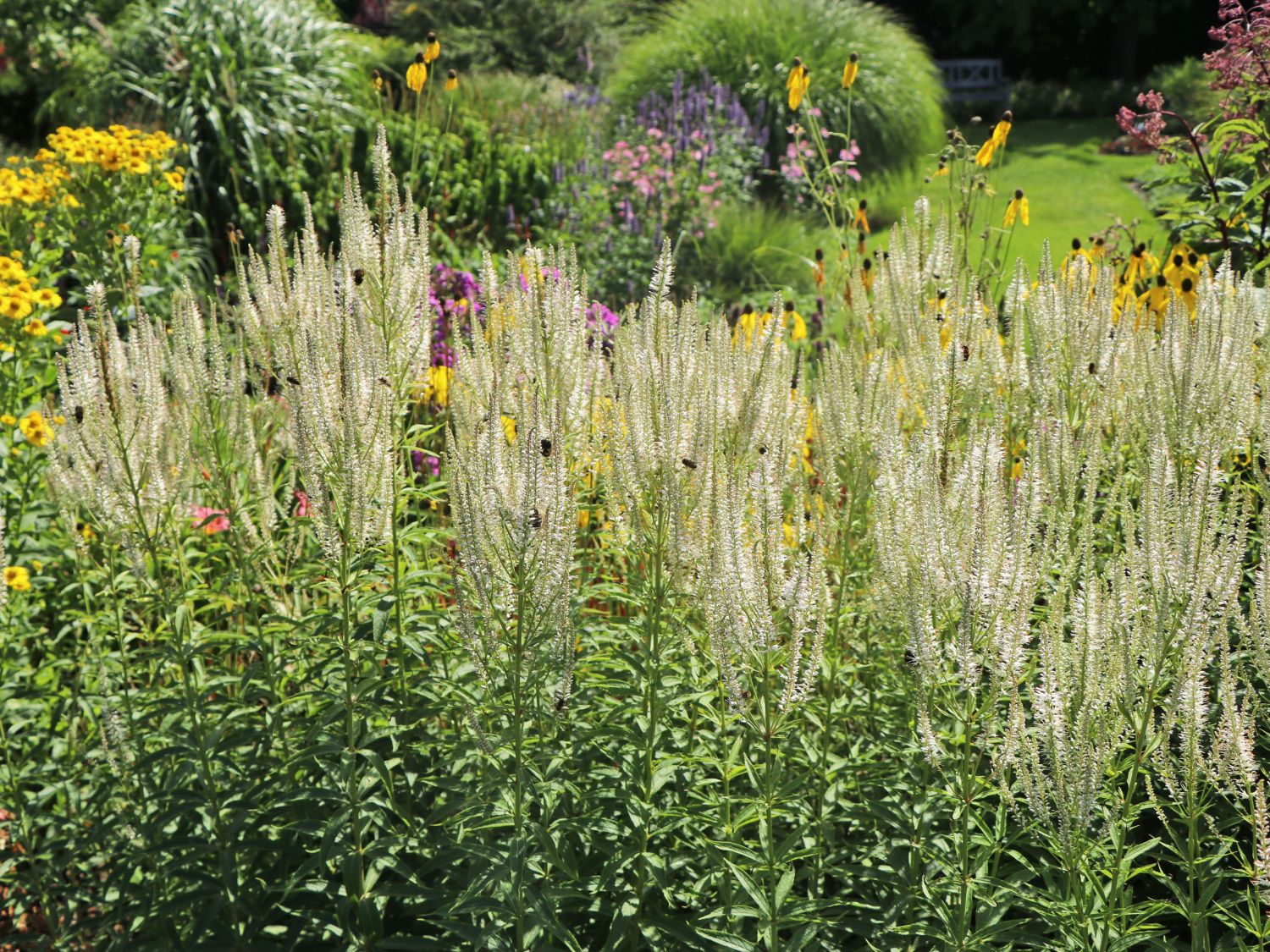 Kandelaberehrenpreis 'Diana' - Veronicastrum virginicum 'Diana'