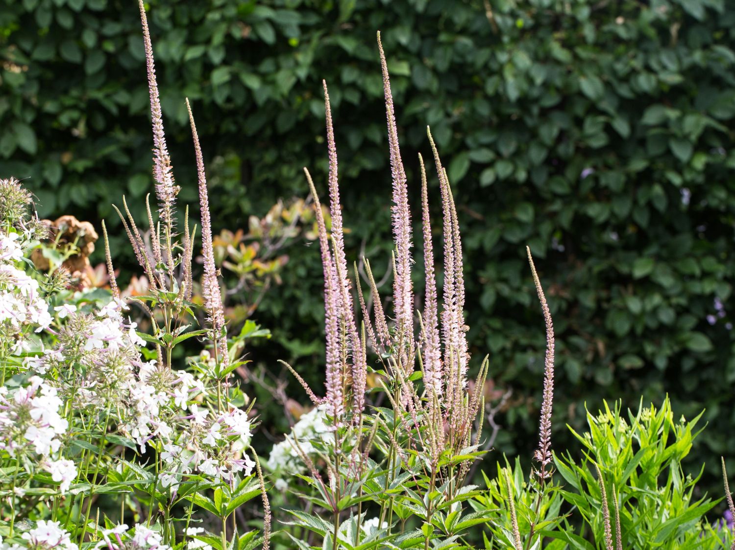 Kandelaberehrenpreis 'Erika'