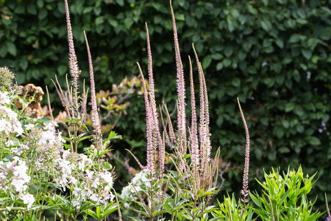 Kandelaberehrenpreis 'Erika' - Veronicastrum virginicum 'Erika'