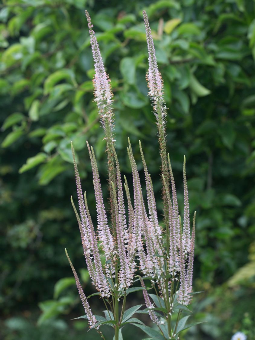 Kandelaberehrenpreis 'Erika' - Veronicastrum virginicum 'Erika'