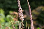 Kandelaberehrenpreis 'Erika' - Veronicastrum virginicum 'Erika'