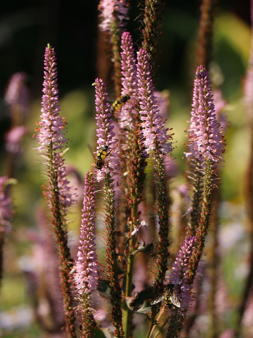 Kandelaberehrenpreis 'Erika' - Veronicastrum virginicum 'Erika'