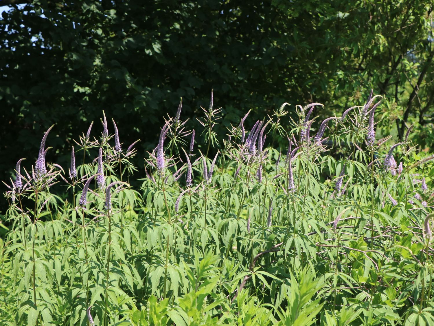 Kandelaberehrenpreis 'Lavendelturm' - Veronicastrum virginicum 'Lavendelturm'