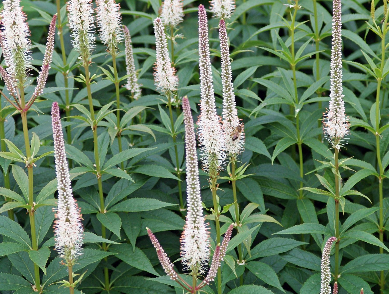 Kandelaberehrenpreis - Veronicastrum virginicum