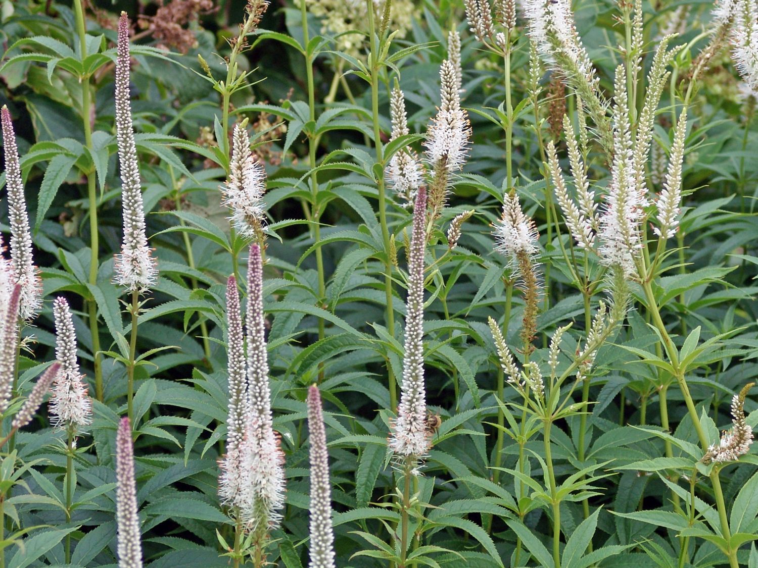Veronicastrum (Veronicastrum)