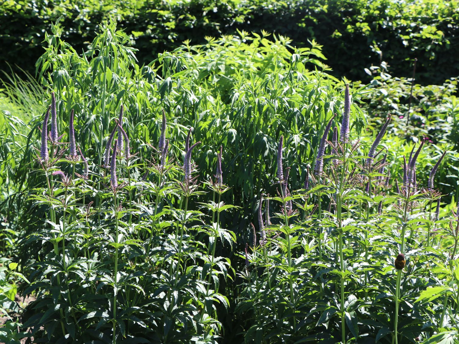 Kandelaber-Ehrenpreis 'Red Arrows'