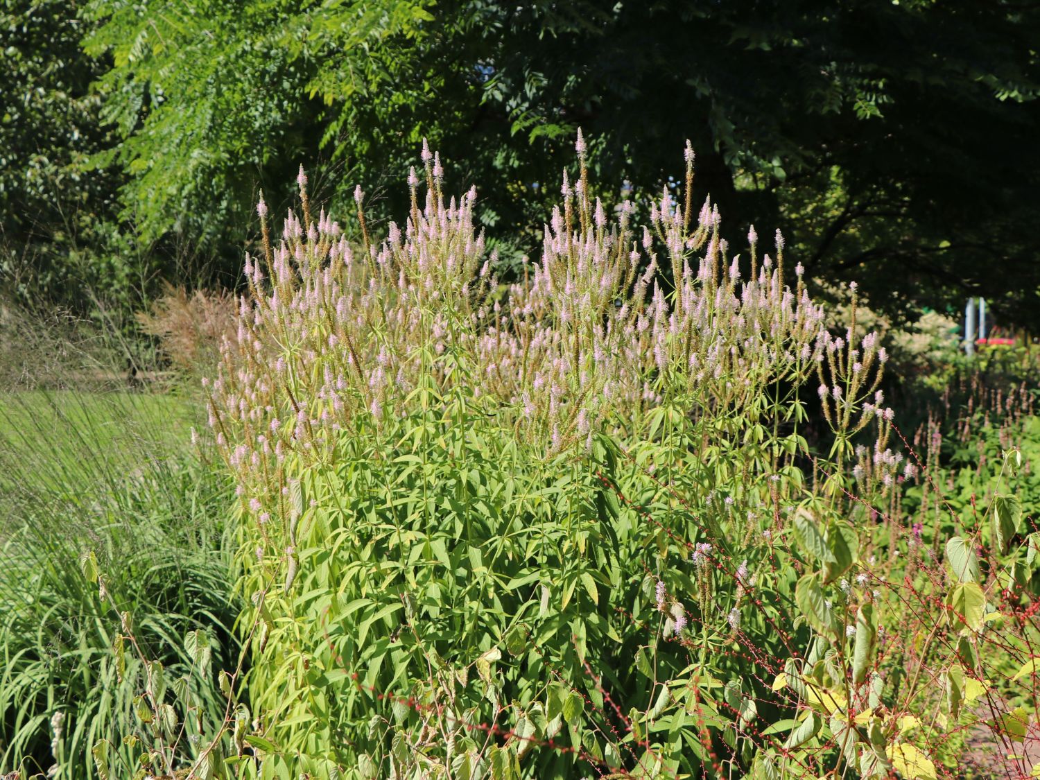 Kandelaberehrenpreis 'Roseum'