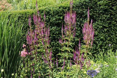 Kandelaberehrenpreis 'Willemyntje' - Veronicastrum virginicum 'Willemyntje'