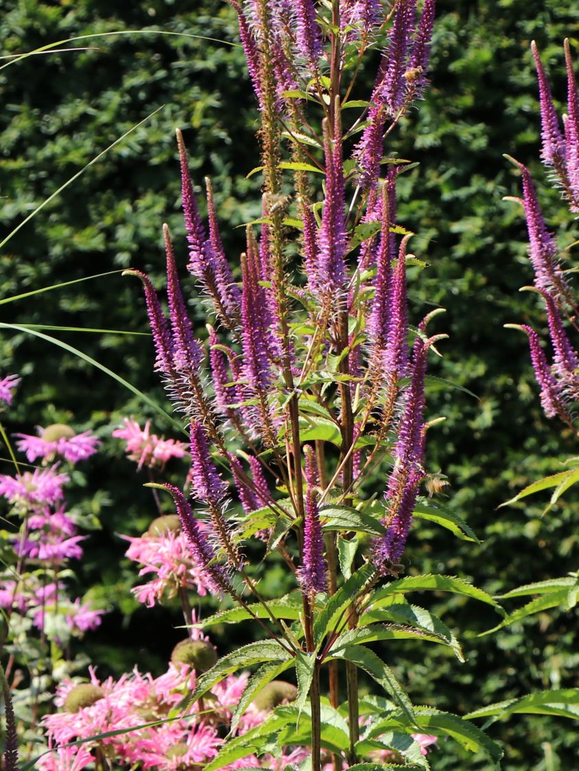 Kandelaberehrenpreis 'Willemyntje' - Veronicastrum virginicum 'Willemyntje'