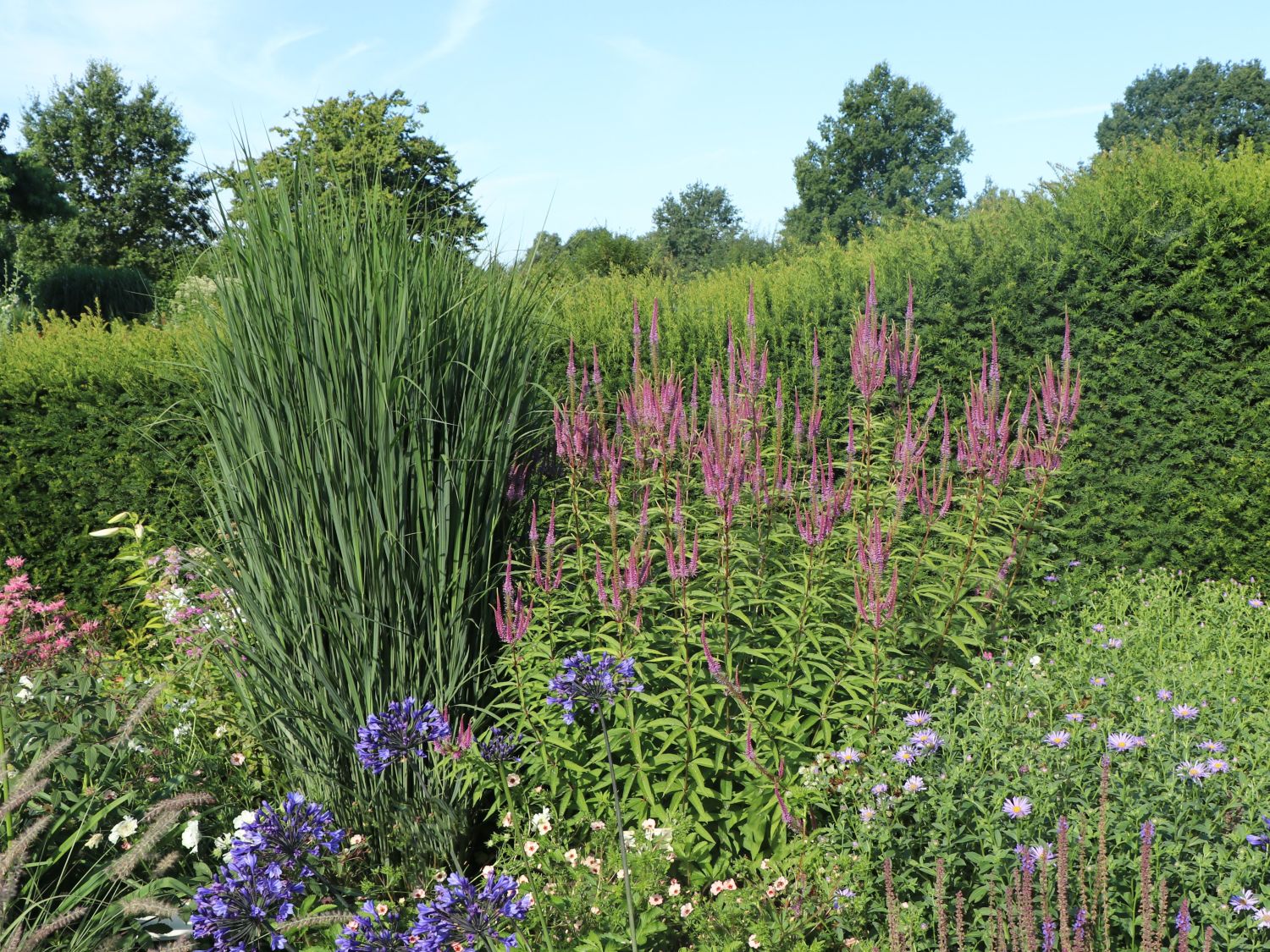 Kandelaberehrenpreis 'Willemyntje' - Veronicastrum virginicum 'Willemyntje'