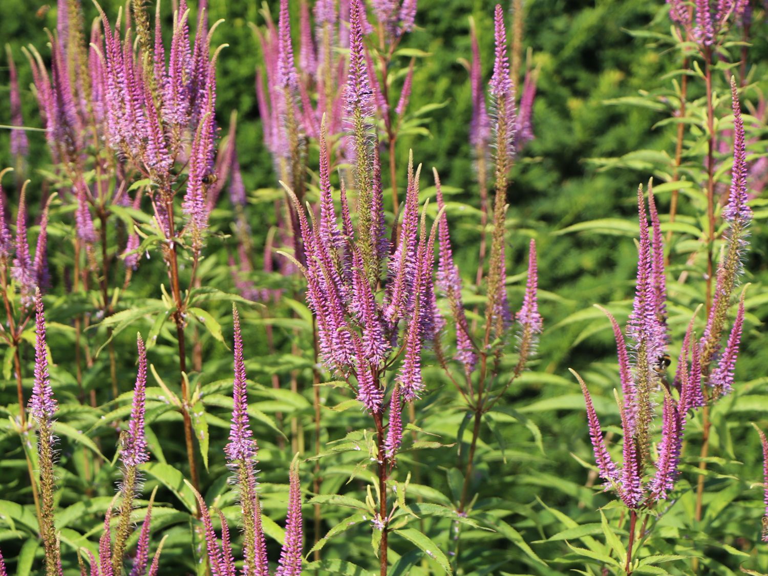Kandelaberehrenpreis 'Willemyntje' - Veronicastrum virginicum 'Willemyntje'