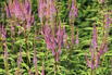 Kandelaberehrenpreis 'Willemyntje' - Veronicastrum virginicum 'Willemyntje'