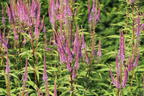 Kandelaberehrenpreis 'Willemyntje' - Veronicastrum virginicum 'Willemyntje'