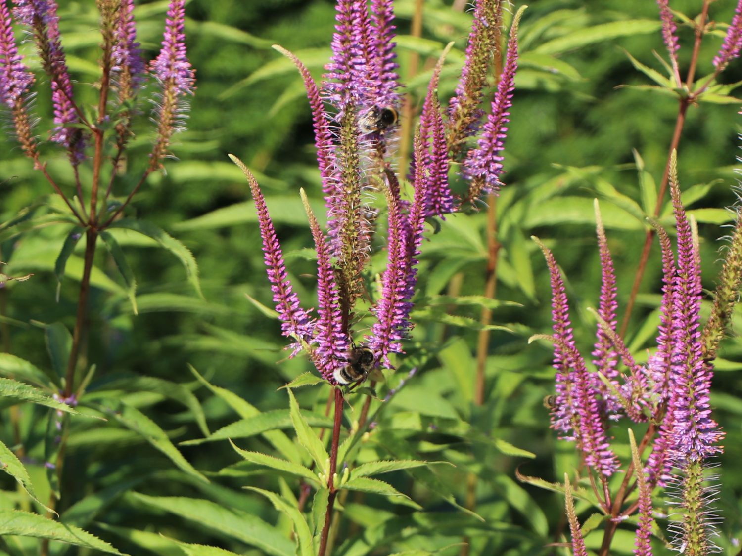 Kandelaberehrenpreis 'Willemyntje' - Veronicastrum virginicum 'Willemyntje'