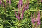 Kandelaberehrenpreis 'Willemyntje' - Veronicastrum virginicum 'Willemyntje'