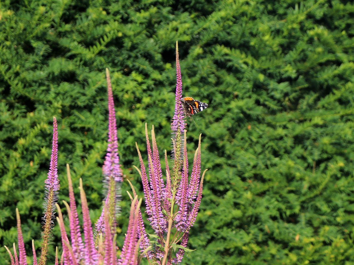 Kandelaberehrenpreis 'Willemyntje' - Veronicastrum virginicum 'Willemyntje'