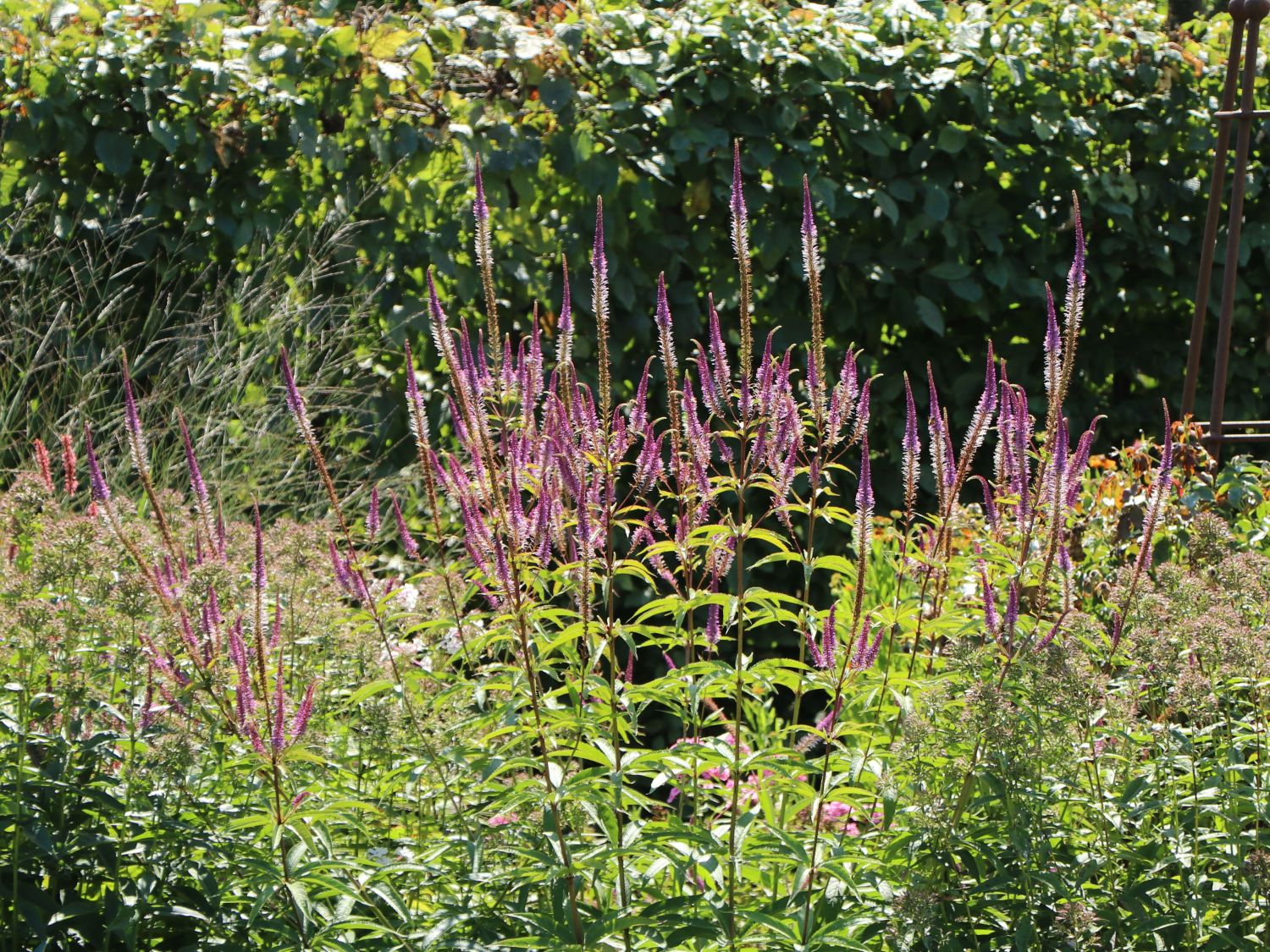 Kandelaberehrenpreis 'Willemyntje' - Veronicastrum virginicum 'Willemyntje'