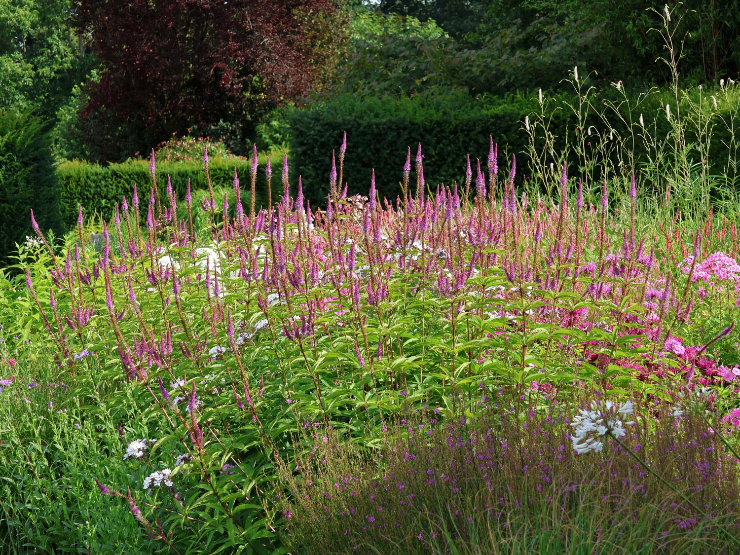 Kandelaberehrenpreis 'Willemyntje' - Veronicastrum virginicum 'Willemyntje'