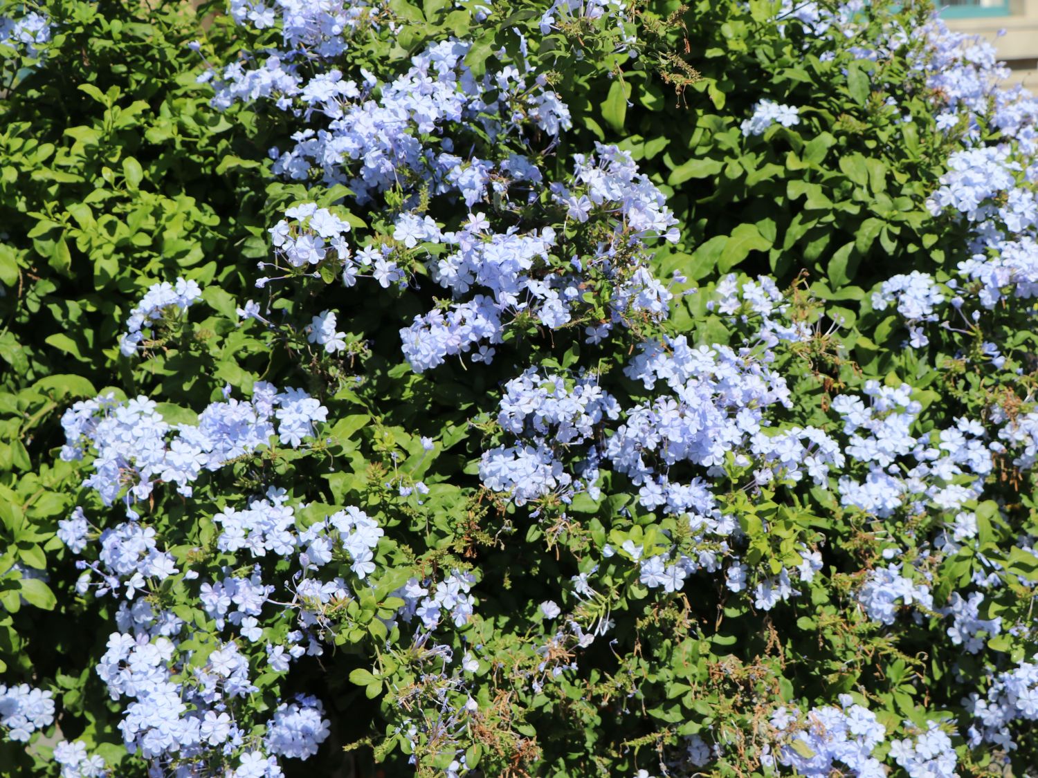 Bleiwurz (Plumbago)