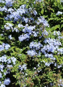 Bleiwurz (Plumbago)