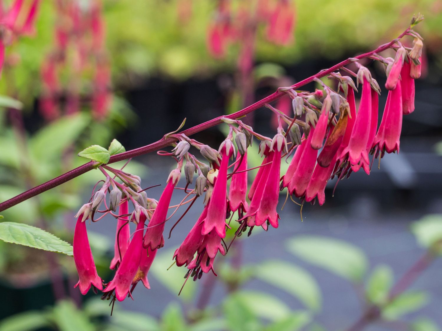 Phygelius (Phygelius)