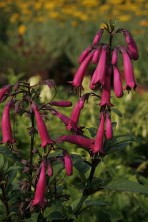 Kapfuchsie 'Sensation' - Phygelius aequalis 'Sensation'