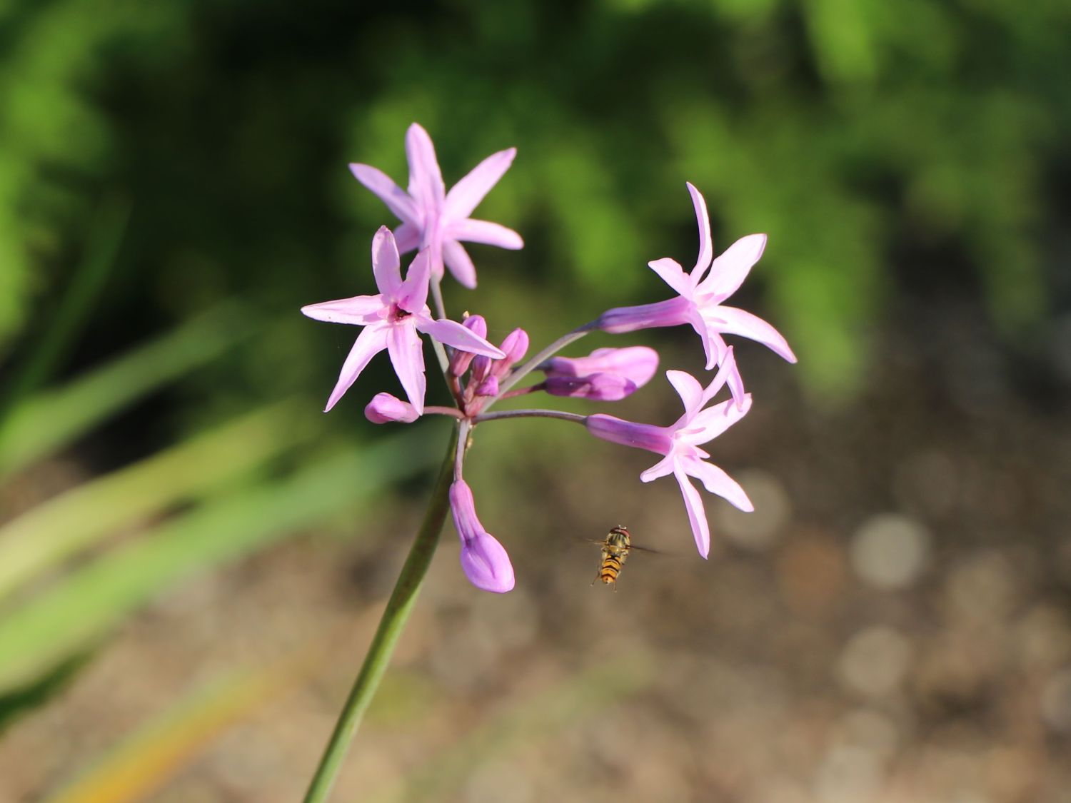 Tulbaghia (Tulbaghia)