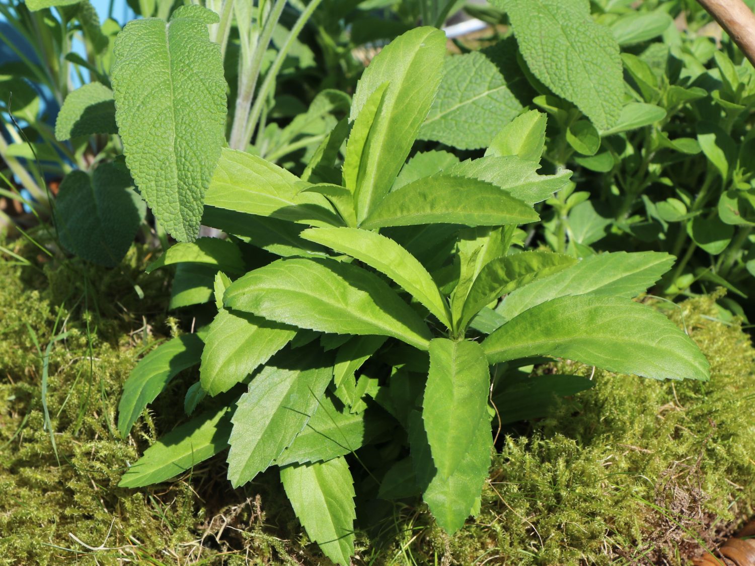 Kapstachelbeere - Physalis peruviana