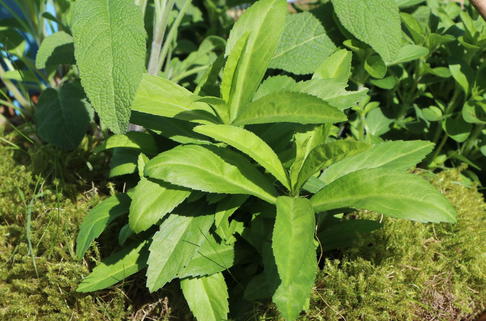 Kapstachelbeere - Physalis peruviana