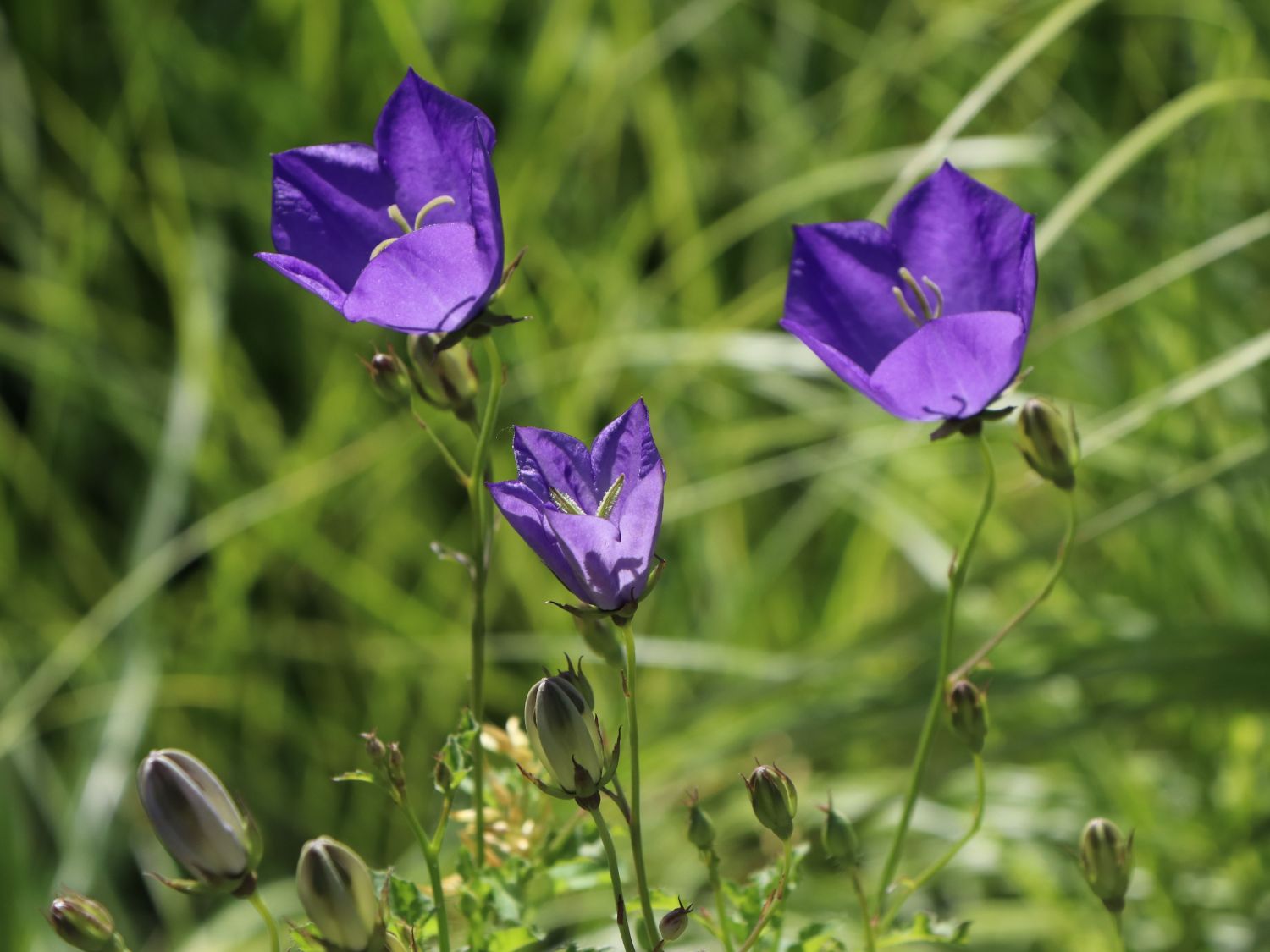 Karpaten Glockenblume