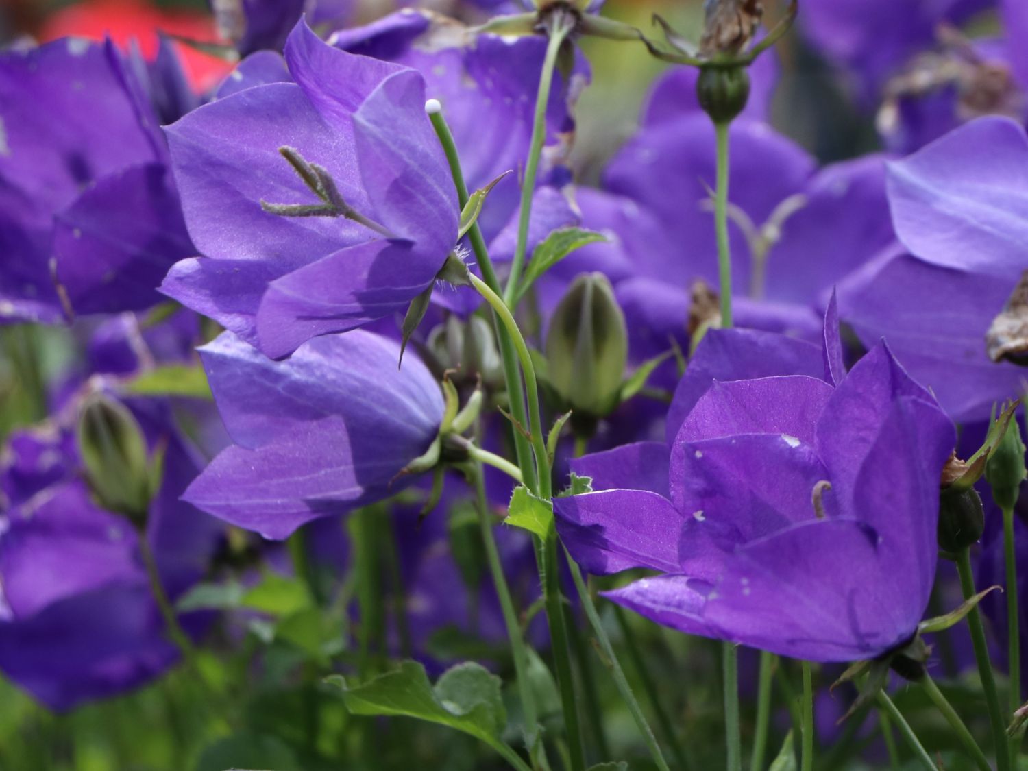 Karpaten Glockenblume Royal Wave'