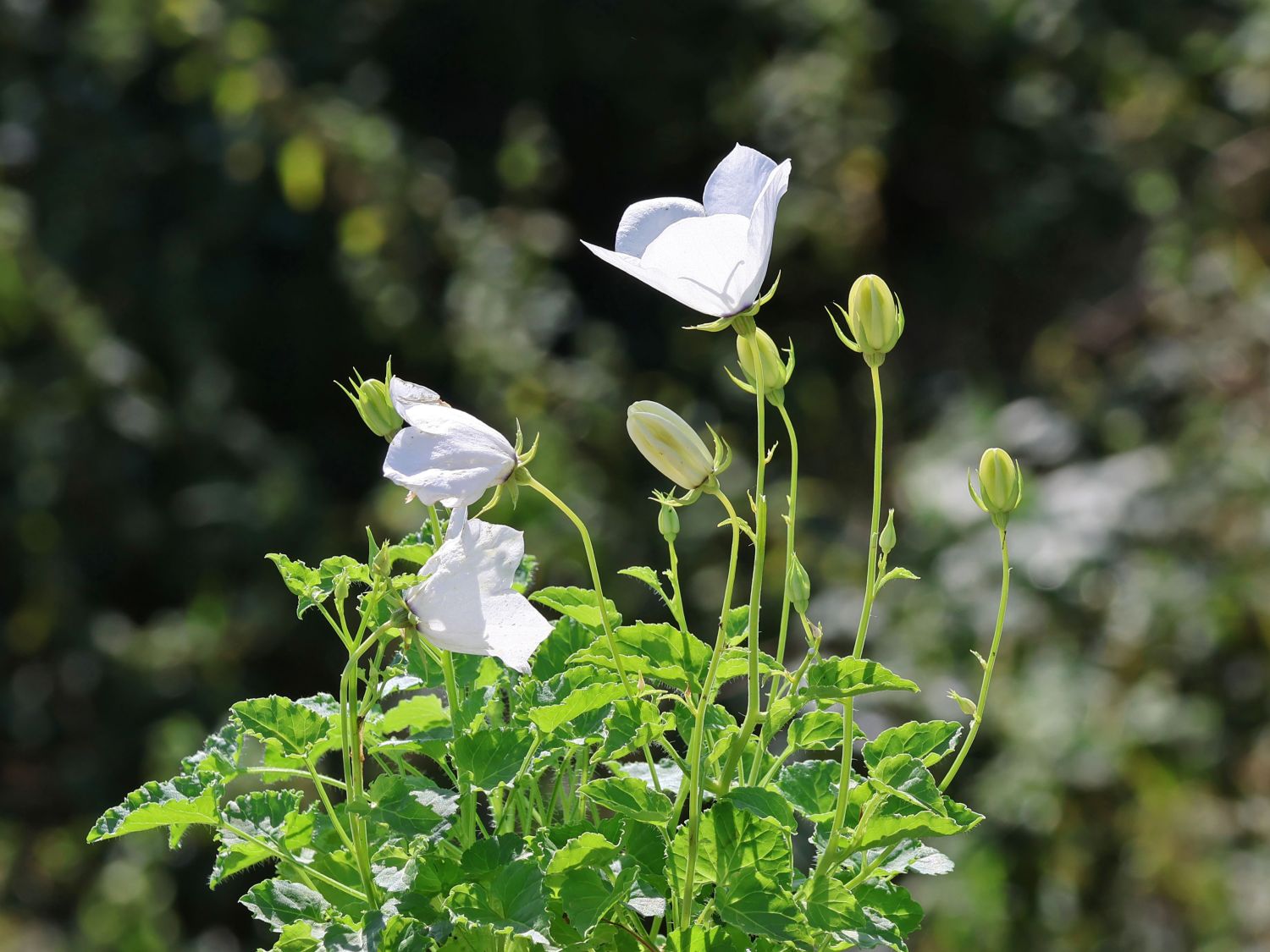 Karpaten-Glockenblume 'White Uniform'