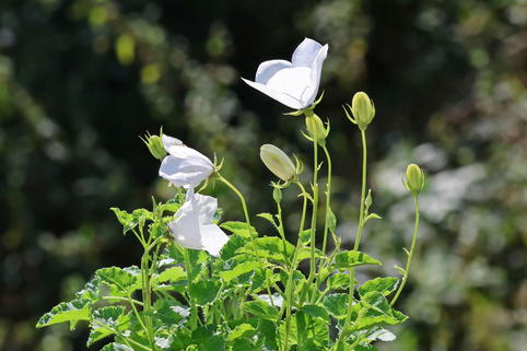 Karpaten-Glockenblume 'White Uniform' - Campanula carpatica 'White Uniform'