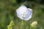 Karpaten-Glockenblume 'White Uniform' - Campanula carpatica 'White Uniform'