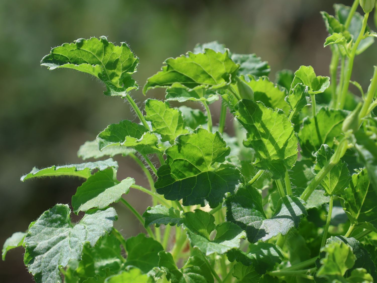 Karpaten-Glockenblume 'White Uniform' - Campanula carpatica 'White Uniform'