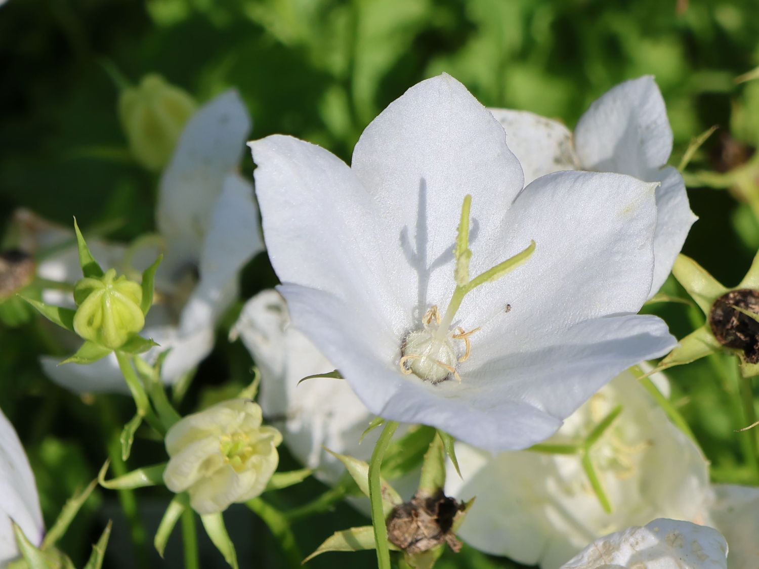 Karpaten-Glockenblume 'White Uniform' - Campanula carpatica 'White Uniform'