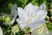 Karpaten-Glockenblume 'White Uniform' - Campanula carpatica 'White Uniform'