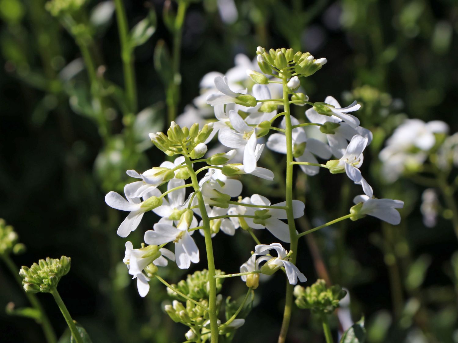 Karpaten-Schaumkresse