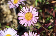 Karwinskis Feinstrahl 'Lavender Lady'
