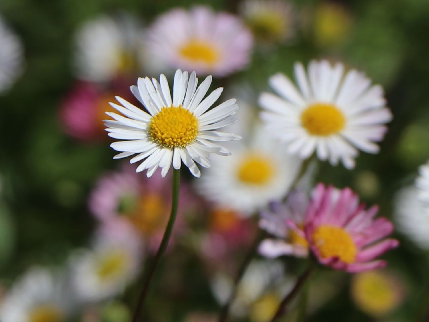 Karwinskis Feinstrahl - Erigeron karvinskianus