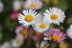 Karwinskis Feinstrahl - Erigeron karvinskianus