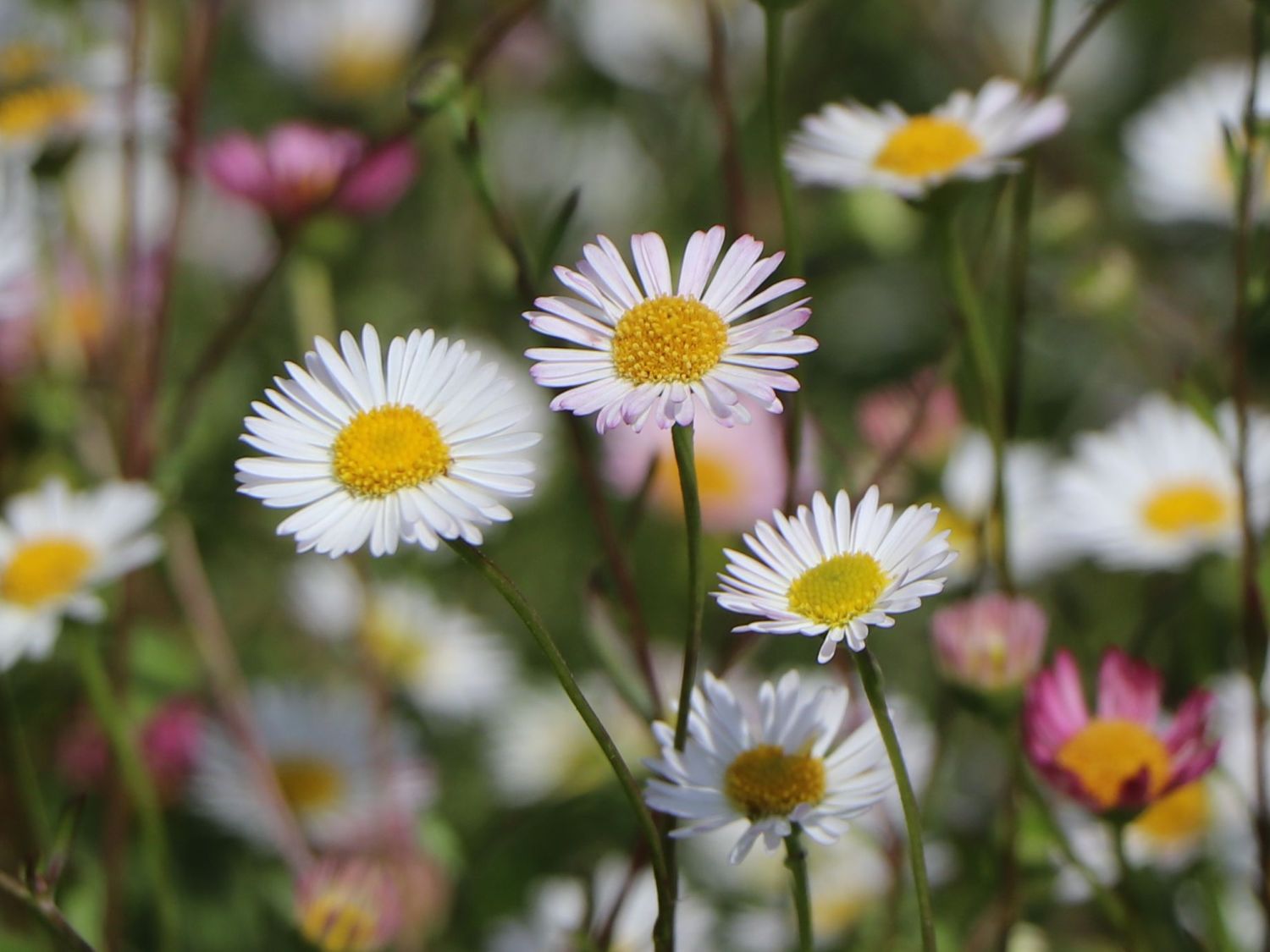 Karwinskis Feinstrahl - Erigeron karvinskianus