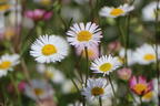 Karwinskis Feinstrahl - Erigeron karvinskianus