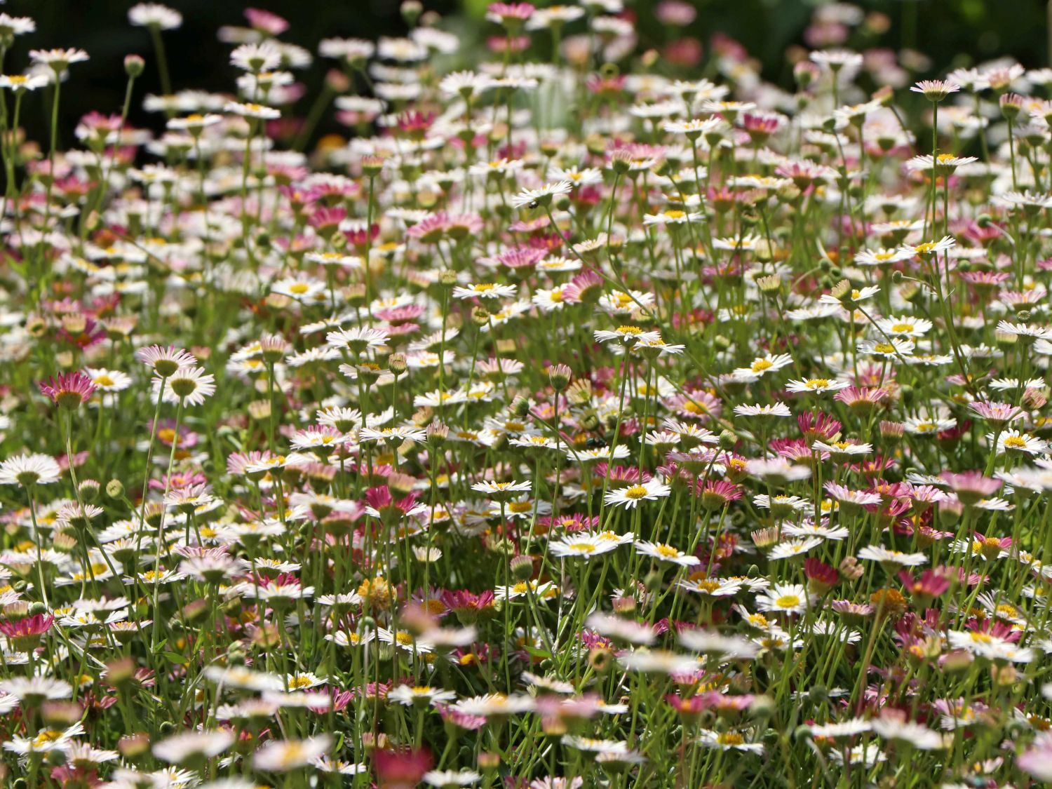 Karwinskis Feinstrahl - Erigeron karvinskianus