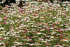Karwinskis Feinstrahl - Erigeron karvinskianus