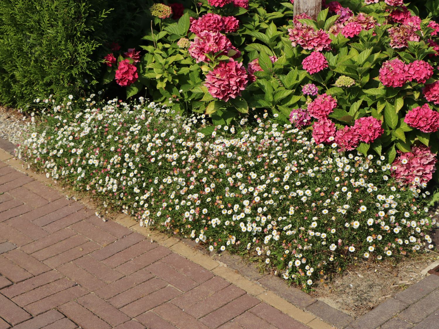 Karwinskis Feinstrahl - Erigeron karvinskianus
