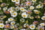 Karwinskis Feinstrahl - Erigeron karvinskianus