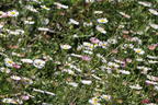 Karwinskis Feinstrahl - Erigeron karvinskianus