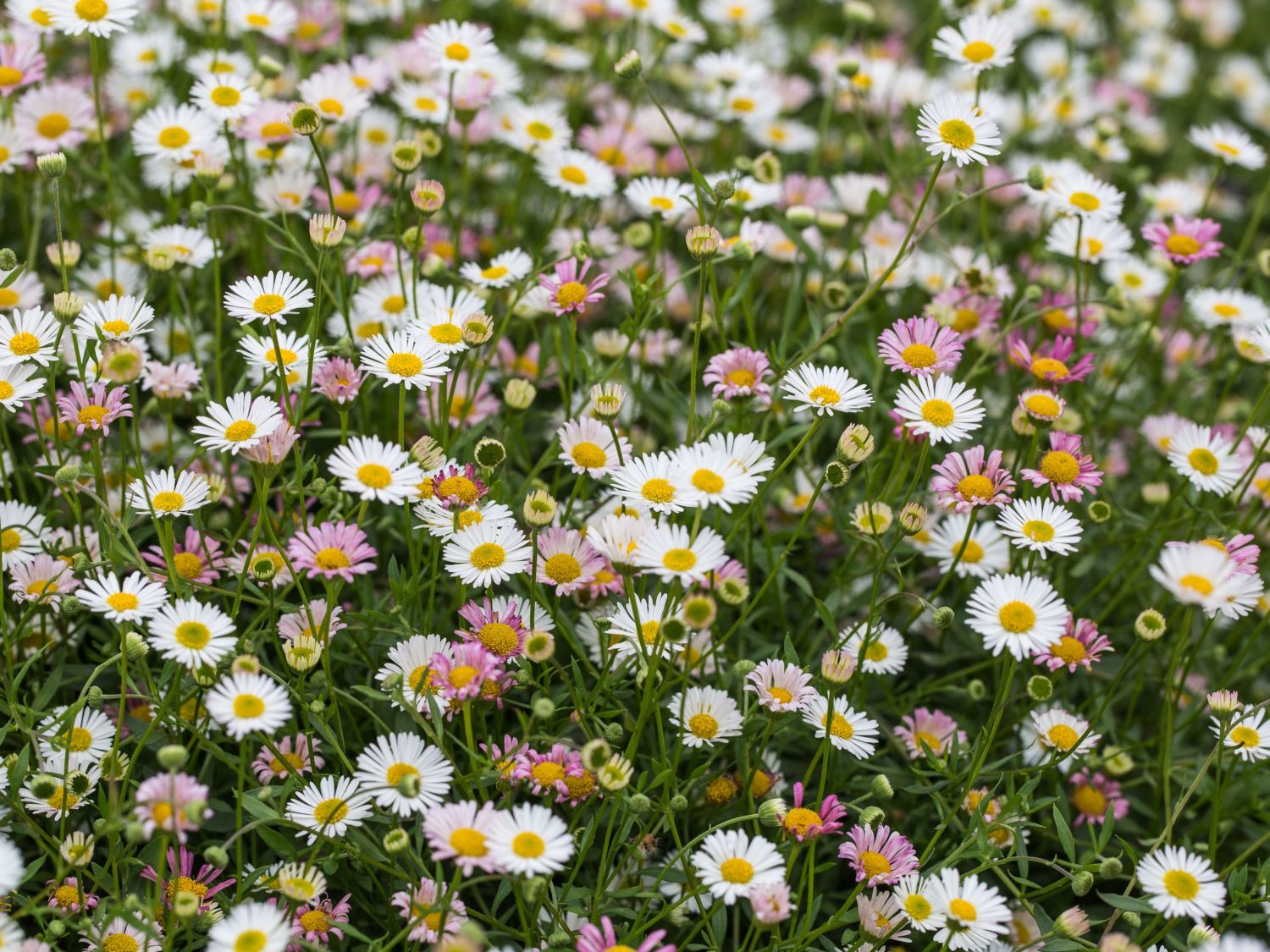 Karwinskis Feinstrahl - Erigeron karvinskianus